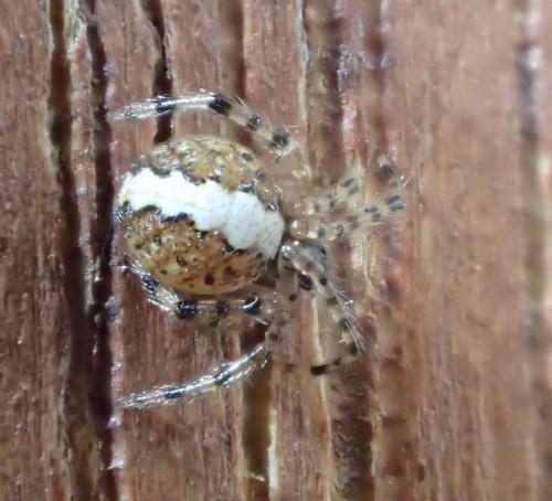 Theridion sp.